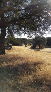 Mature trees and fields 